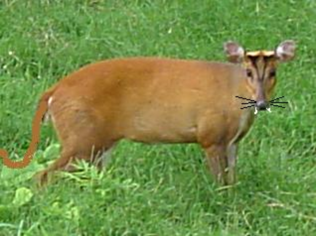 muntjac